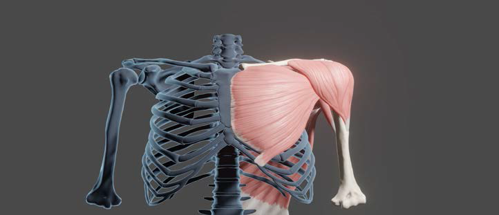 6가지 어깨 움직임 3D 모델 제작