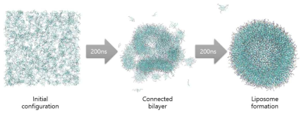 시간에 따른 지질나노입자 형성과정