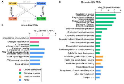 Transcriptome analysis study of autism causative gene (Shank2)