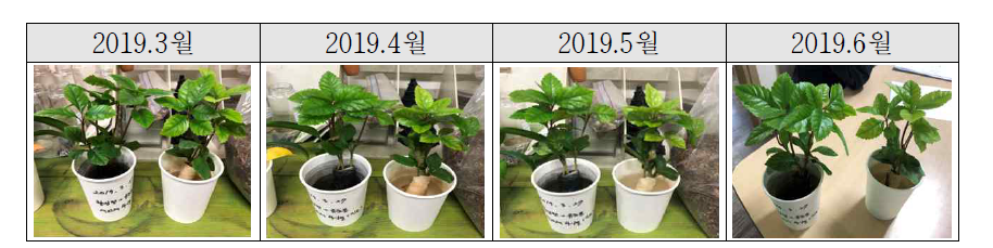 소주 정수 오니 식물생육 실험 모니터링 결과