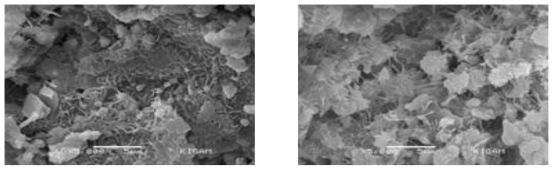 1일 압축강도의 SEM사진