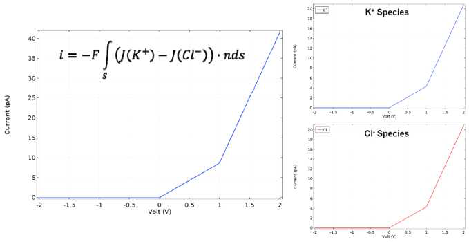 전압-전류 곡선 시뮬레이션 결과, 전체 이온 전류(좌), 각이온 종류(K+, Cl-)에 따른 이온 전류(우) (model 3)