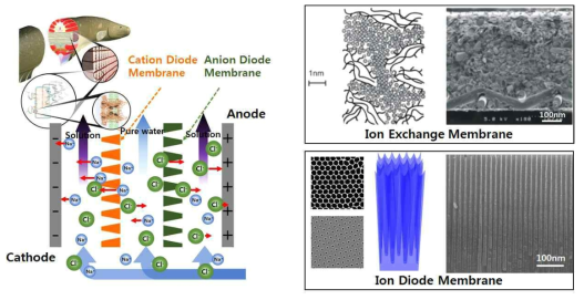 전기뱀장어 모사 형 전기투석 담수화 기술의 모식도와 이온교환막과 이온 정류막 비교