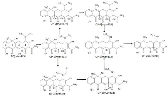 검출된 중간생성물을 토대로 유추한 페레이트에 의한 테트라사이클린 분해 경로
