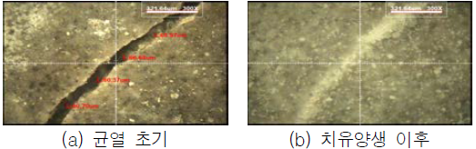 균열면 관찰(치유재령 28일, 캡슐)