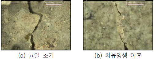균열면 관찰(치유재령 28일, Plain)