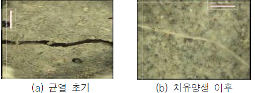 균열면 관찰(치유재령 28일, 캡슐)