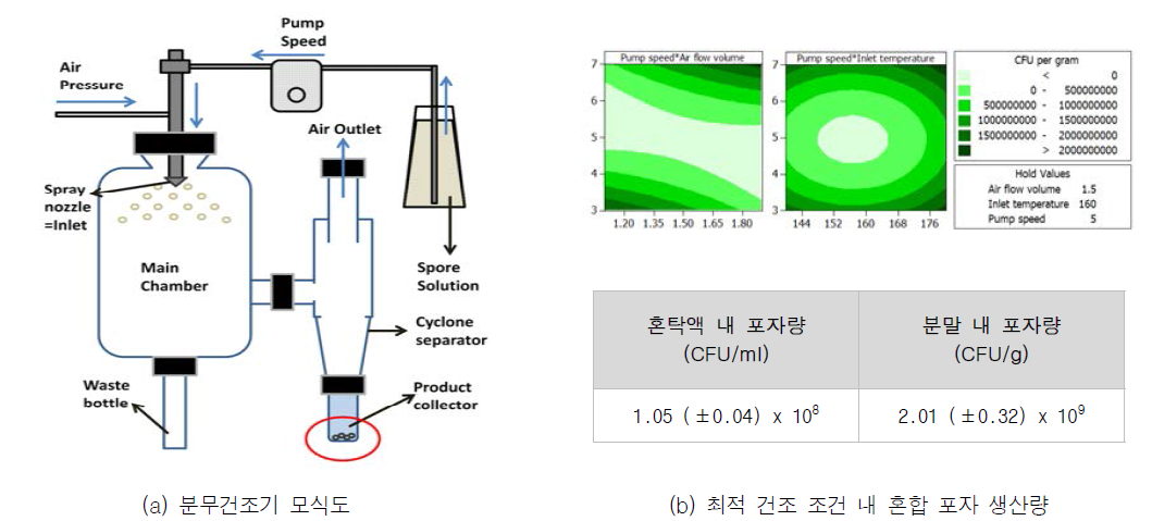 혼합 박테리아 포자 분말화 모식도 및 포자 분말 균 수 측정