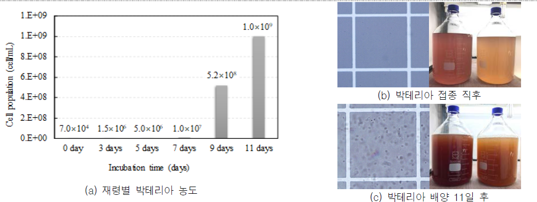 박테리아 배양 생균수 변화