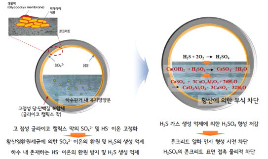 글라이코 캘릭스 막의 H2S 차단 효과