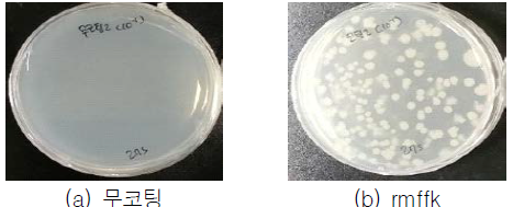 박테리아 재배양 결과