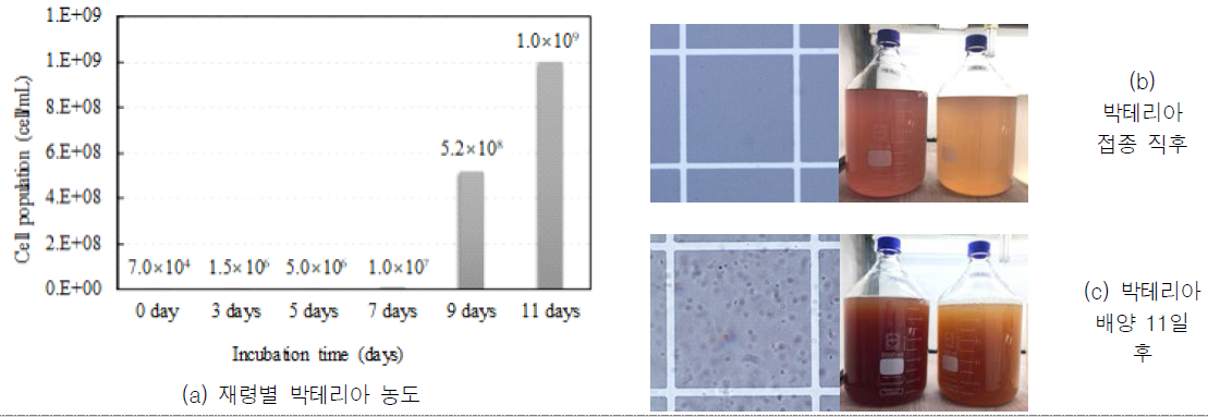 박테리아 배양 생균수 변화