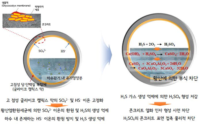 글라이코 캘릭스 막의 H2S 차단 효과