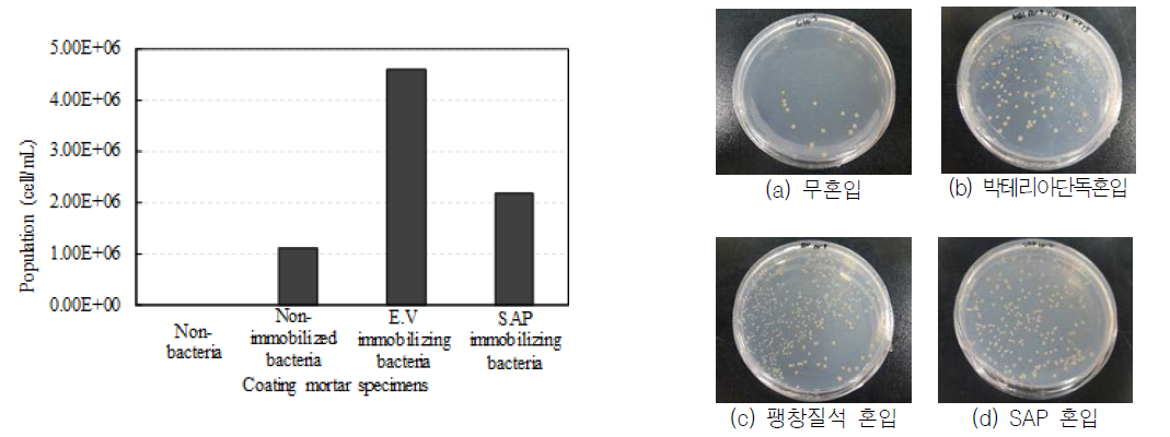 코팅재 배합에서 박테리아 생장성 평가결과