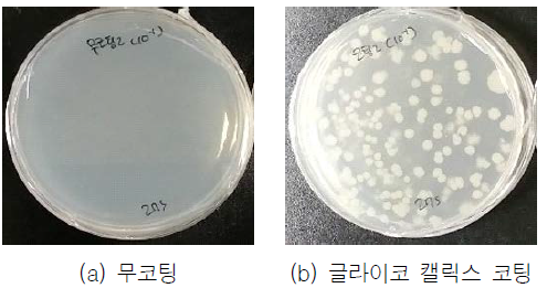 박테리아 재배양 결과