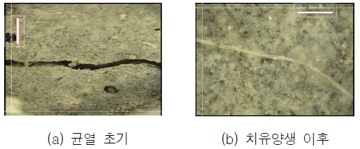 균열면 관찰(치유재령 28일, 캡슐)