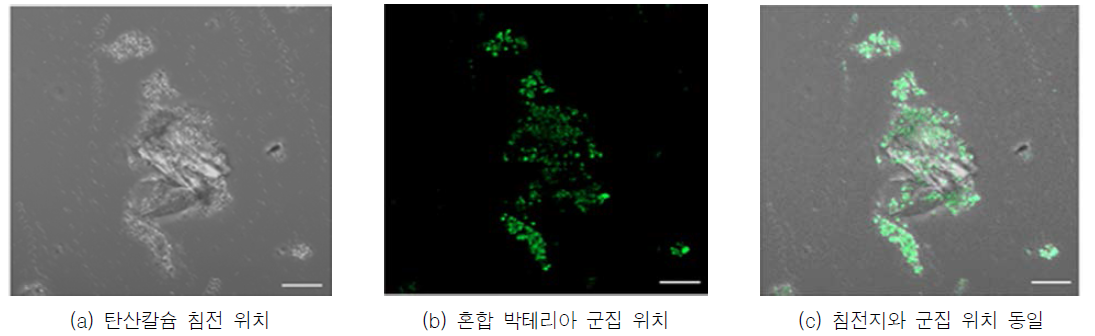 생체광물의 박테리아 유래 증명