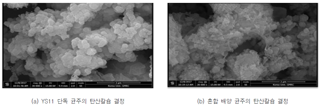 단일 균주와 혼합 배양 균주의 탄산칼슘 결정 morphology