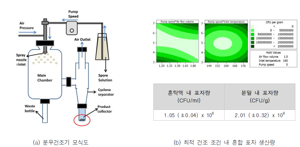 혼합 박테리아 포자 분말화 모식도 및 포자 분말 균 수 측정