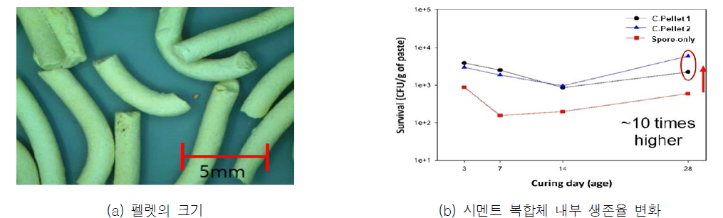 펠렛 크기 및 시멘트 복합체 내부 보호 효과