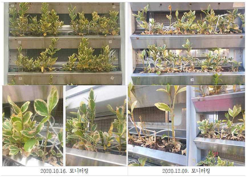 잎 건조화 및 온도저하로 인한 식물생육 한계 확인