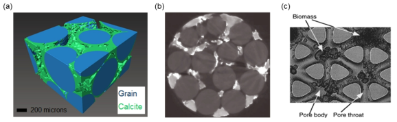 (a) Glass beads 내 박테리아로 인한 탄산염의 고결화의 Xray-CT 이미지(Armstrong and Ajo-Franklin, 2011), (b) Glass beads 주변에 생성된 바이오필름 (Ostvar et al., 2018), (c)공극 내에 축적된 바이오매스로에 대한 이미지(Kim and Fogler, 2000)