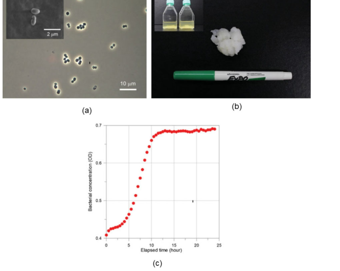 (a) 광학 현미경을 이용한 모델 박테리아 Leuconostoc mesenteroides의 모습과 (b) 생성 후 여과된 불용성 덱스트란의 모습. (c) 광학 밀도를 이용한 모델 박테리아의 세포 밀도 측정 결과