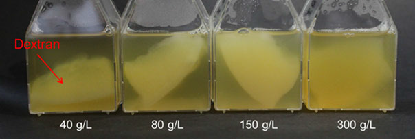 서로 다른 영양분 함유량에 따른 덱스트란 생성량의 변화
