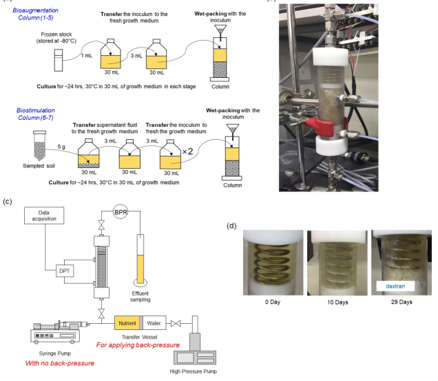 (a) 실험에 사용된 미생물, 미생물 배양액, 사질토 시료의 준비 과정, (b) 준비된 시료의 사진, (c) 실험 구성 모식도, (d) 시간에 따른 바이오폴리머 생성 사진