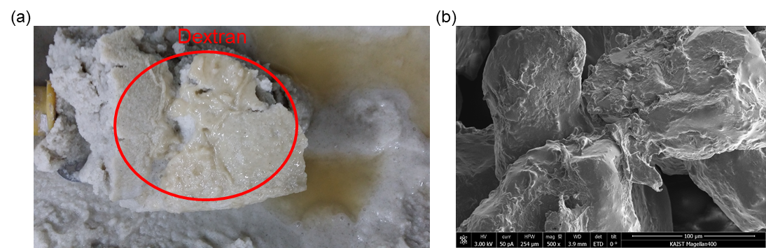(a) L. mesenteroides에 의해 바이오폴리머(덱스트란)이 생성된 Ottawa F110 사질토 사진과 (b) SEM 이미지