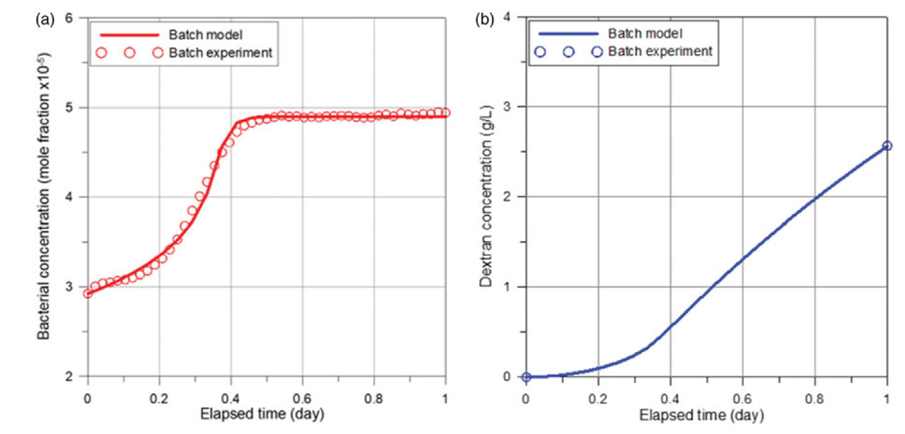 배치 모델 시뮬레이션 결과: (a) 박테리아 셀 성장, (b) 불용성 덱스트란 생성
