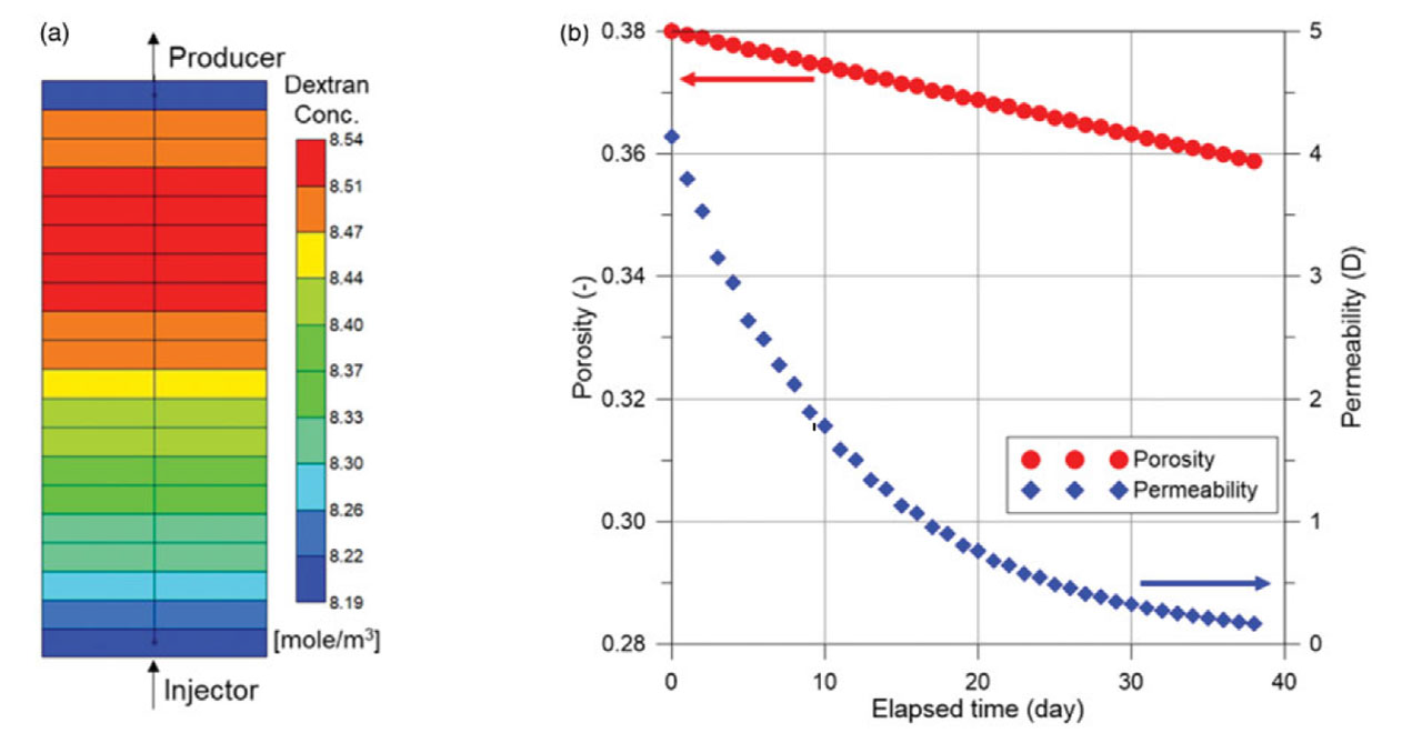 흙 다짐 시료에서의 38일간의 시뮬레이션 결과: (a) 덱스트란 농도, (b) 평균 공극율과 투수계수의 변화
