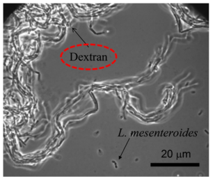 바이오폴리머와 미생물 cell 의 SEM 이미지(Kwon and Ajo-Franklin, 2013)