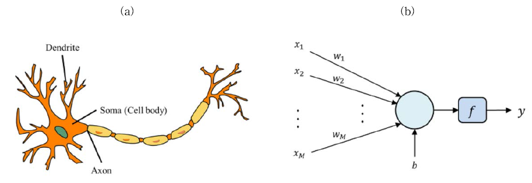 뉴런: (a) 생물체의 뉴런; (b) 인공 뉴런