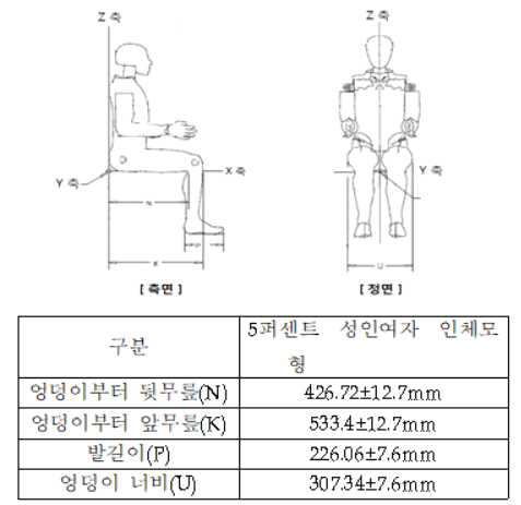 5퍼센트 성인여자 인체모형