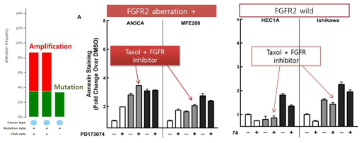 Frequency of FGFR2 amplification (A) and synergistic effect with paclitaxel (B)