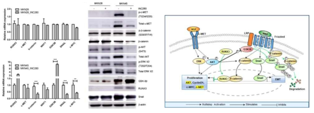Effect of c-MET downregulation on RUNX3, SNAIL and the Wnt/ -catenin signaling pathway. (A) mRNA expression of c-MET-RUNX3-regulated genes in MKN28 and MKN45 cells. Protein levels of c-MET-RUNX3-regulated genes in MKN28 and MKN45 cells. ***p < 0.001. (B) Proposed regulatory mechanism of INC280 in RUNX3-positive c-MET amplified gastric cancer