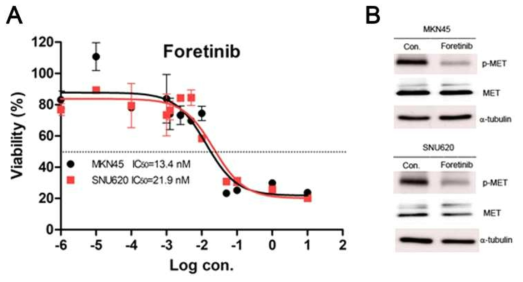 Effect of foretinib on gastric cancer (GC) cells positive for c-MET amplification. (A) SNU620 and MKN45 cells were treated with various concentrations of foretinib for 48 h. (B) Immunodetection of endogenous c-MET and phosphor c-MET (pY1234/1235) in GC cell lines