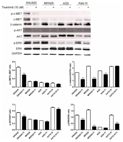 Effect of tivantinib on c-Met phosphorylation and signal transduction pathways in SNU620, MKN28, AGS and Kato III cells. Protein expression levels of p-c-MET, c-MET, b-catenin, phosphorylated protein kinase B (p-AKT), AKT, phosphorylated extracellular signal-regulated kinase (p-ERK), and ERK, determined from Western blot analysis. *p < 0.05, **p < 0.01 and ***p < 0.001