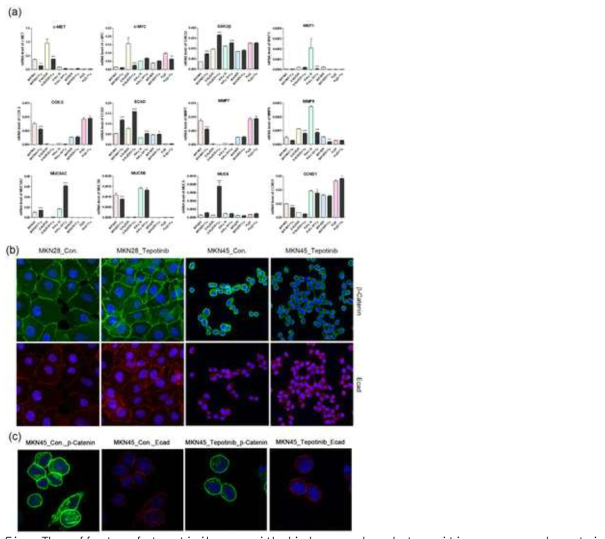 The effects of tepotinib on epithelial–mesenchymal transition genes and proteins in GC cells. (a) mRNA levels of WNT1, c-MYC, GSK3β, MMP7, COX-2, ECAD, MUC5AC, MUC5B, and MUC6 in MKN45, SNU620, MKN28, KATO III, and AGS cells were determined by quantitative reverse-transcription polymerase chain reaction after treatment with tepotinib (10 nM) for 48 h. Data are means ± standard deviation. Significant differences were evaluated by one-way ANOVA; * P < 0.05; ** P < 0.01; *** P < 0.001. (b) Immunofluorescence staining of ECAD and β-catenin using 4′,6-diamidino-2-phenylindole in MKN28 and MKN45 cells treated with tepotinib (magnification ×400). (c) Immunofluorescence staining of ECAD and β-catenin in MKN45 cells treated with tepotinib (magnification ×1000)