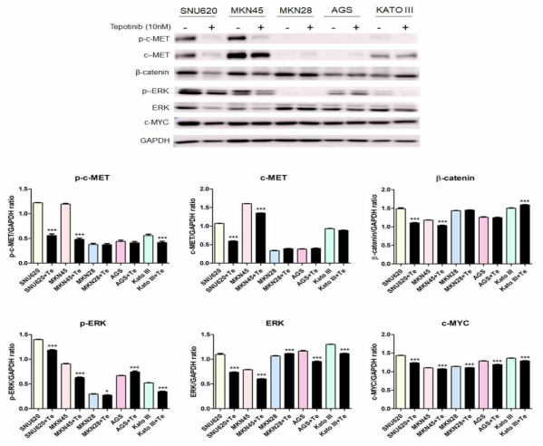 The effect of tepotinib on c-MET, β-catenin, ERK, and c-MYC protein levels in GC cells. The protein levels of phosphorylated and total c-MET, β-catenin, phosphorylated and total ERK, and c-MYC in MKN45, SNU620, MKN28, KATO III, and AGS cells were determined by Western blot analyses after treatment with tepotinib (10 nM) for 48 h. Data represent the means ± SD. Significance was evaluated by one-way ANOVA; * P < 0.05; *** P < 0.001