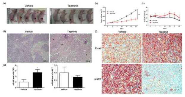 The effect of tepotinib on MKN45 xenograft tumor growth in nude mice. (a) Reduced xenograft tumor size by tepotinib treatment. (b) Volume (mm3) of the MKN45 xenograft tumors, measured twice per week. Significance was evaluated by two-way ANOVA; *** P < 0.001 compared with the vehicle-treated control. (c) Change in body weight (g) in a xenograft mouse. (d) Histological analysis of xenograft tumors in the presence versus absence of tepotinib treatment (magnification ×100). Untreated control xenografts had differentiated carcinoma cells without necrosis. A tepotinib-treated xenograft tumor showed increased scattered necrotic lesions. (e) mRNA levels of ECAD and c-MET in a xenograft mouse were determined by quantitative reverse-transcription polymerase chain reaction. Data are means ± standard deviation. Significant differences were evaluated by t-test; * P < 0.05. (f) Immunohistochemical analysis of ECAD and p-MET in the MKN45 tumor sections treatment (magnification ×400)