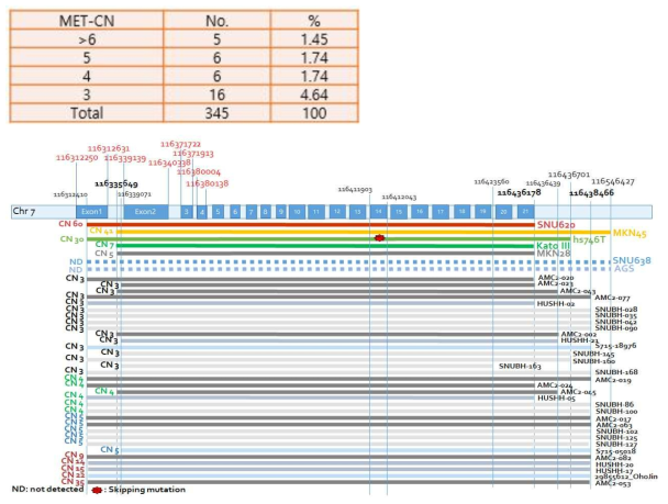 MET copy number of 33 gastric cancer patient and 7 gastric cancer cell line