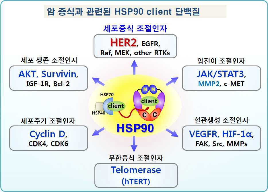 HSP90에 의해 조절 되는 암 증식과 관련된 HSP90 client 단백질. HSP90은 암증식과 관련된 다양한 client의 활성화(activation) 및 안정화(stabilization)에 관여함. 대표적 client에는 세포증식 조절인자인 HER2, EGFR, Raf, MEK 및 다양한 receptor tyrosine kinase들과 세포생존 조절인자 AKT, Survivin, 세포주기 조절인자 Cyclin D, 암전이 조절인자 JAK/STAT3, MMP2, 혈관생성 조절인자 VEGFR, HIF-1α 및 Telomerase와 같은 무한증식 조절인자 등이 있음. 이러한 client들의 활성/안정화를 통해 암을 유발하고 암전이, 침투, 암세포의 생존 및 증식을 촉진하는 역할을 함