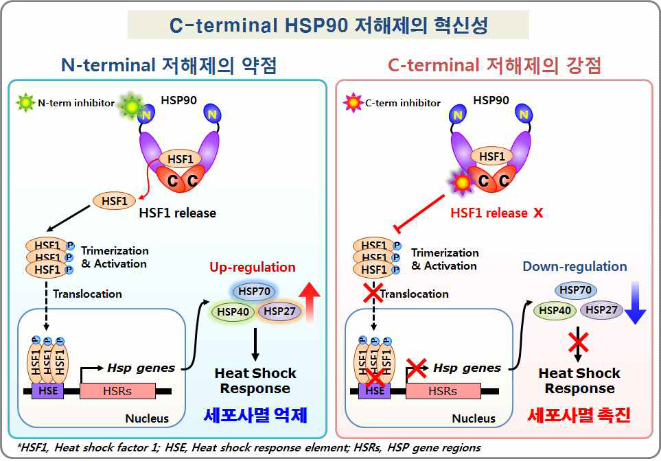 C-terminal HSP90 저해제의 혁신성. 기존 N-terminal 저해제는 HSP90과 HSF-1의 complex 구조에 변형을 유도해 HSF-1을 분리되게 함. 분리된 HSF-1은 세포질에서 활성화되어 핵내로 유입되고 DNA에 결합하여 heat shock response와 관련된 gene (HSP70, HSP40 및 HSP27)의 발현을 증가시켜 세포사멸이 억제되는 약점을 가짐. 하지만 C-terminal HSP90 저해제는 HSP90과 HSF-1의 결합구조에 영향을 미치지 않아 heat shock response를 일으키지 않고 세포사멸을 촉진하게 됨