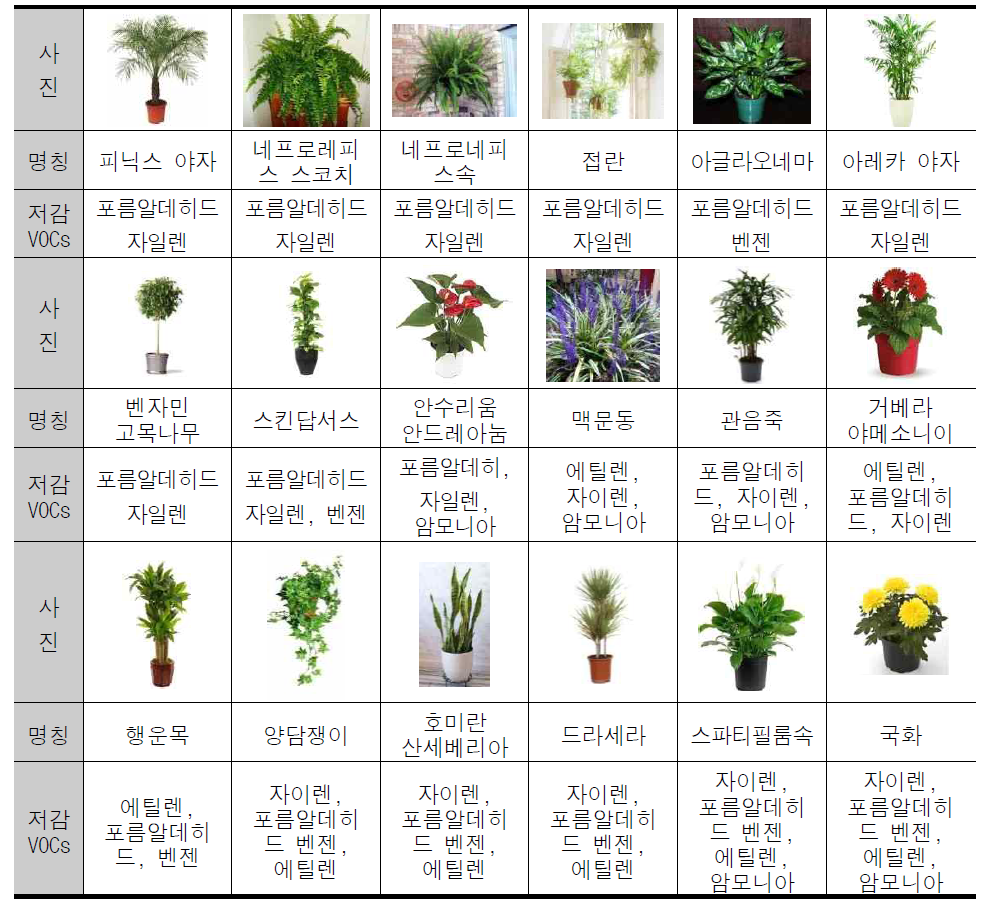 실내공기정화 식물의 종류