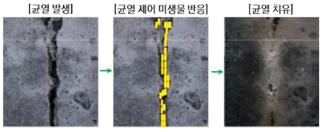 미생물을 활용한 균열 치유