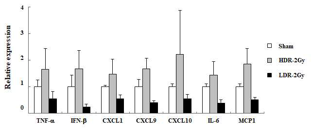 Spermatogonia single cell population에서 LDR과 HDR에 의한 cGAS-STING pathway 변화 확인