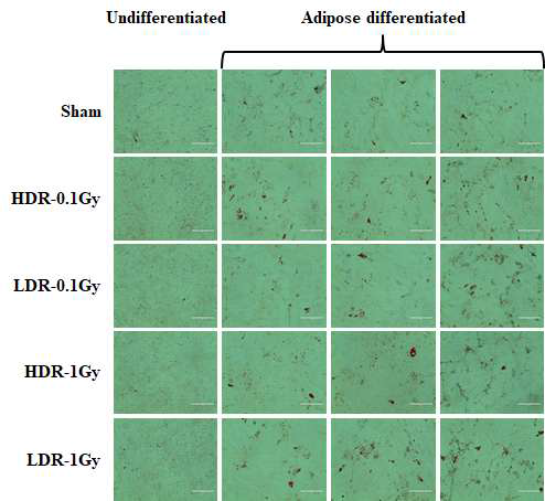 저선량률 및 고선량률 방사선 조사 후, UCB-MSCs의 adipose differentiation 비교 (Oil red staining)