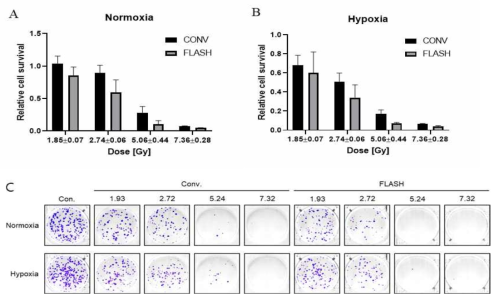 Normoxia/Hypoxia 상태에서 폐암세포주(A549)의 CONV/FLASH 조사 결과